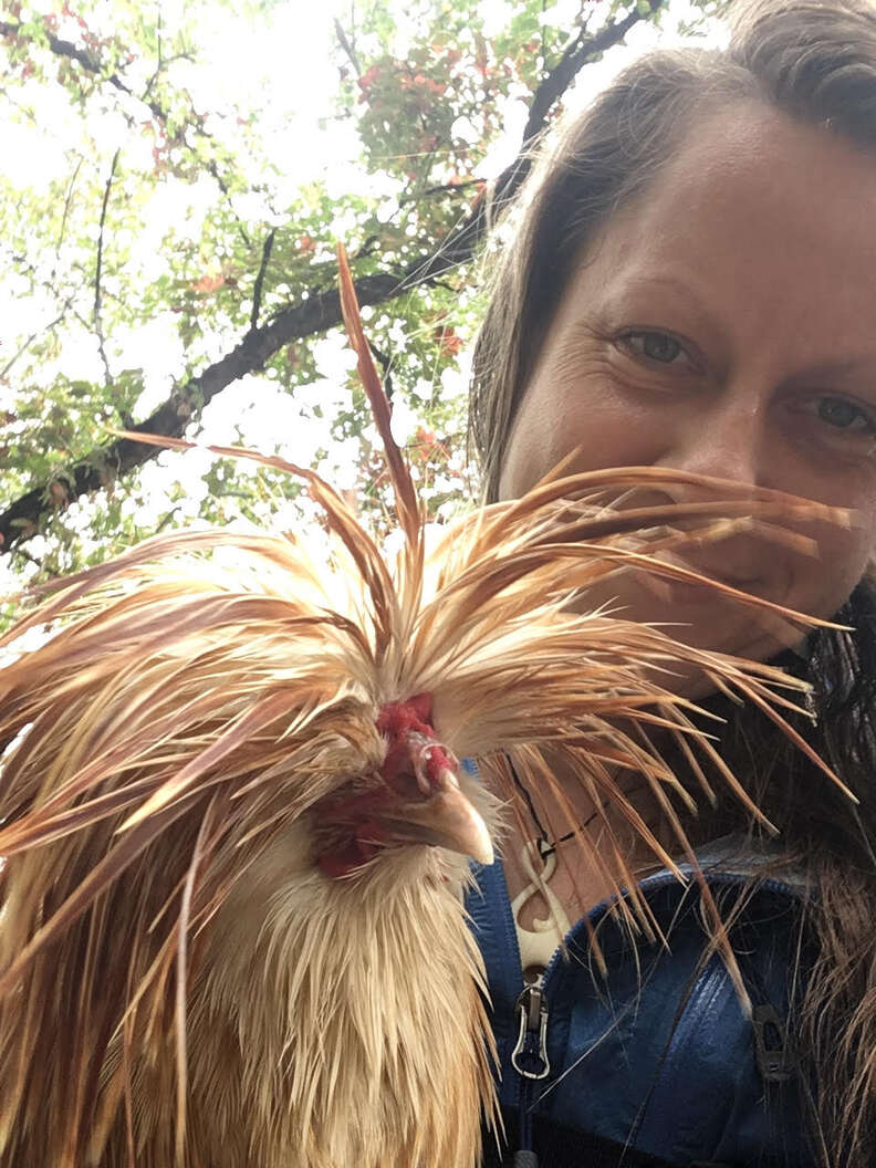 Hiker rescues rooster