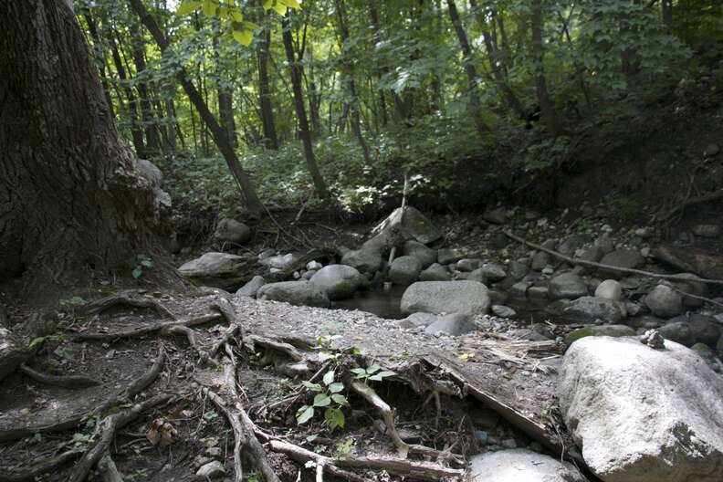 an empty stream running through a forest