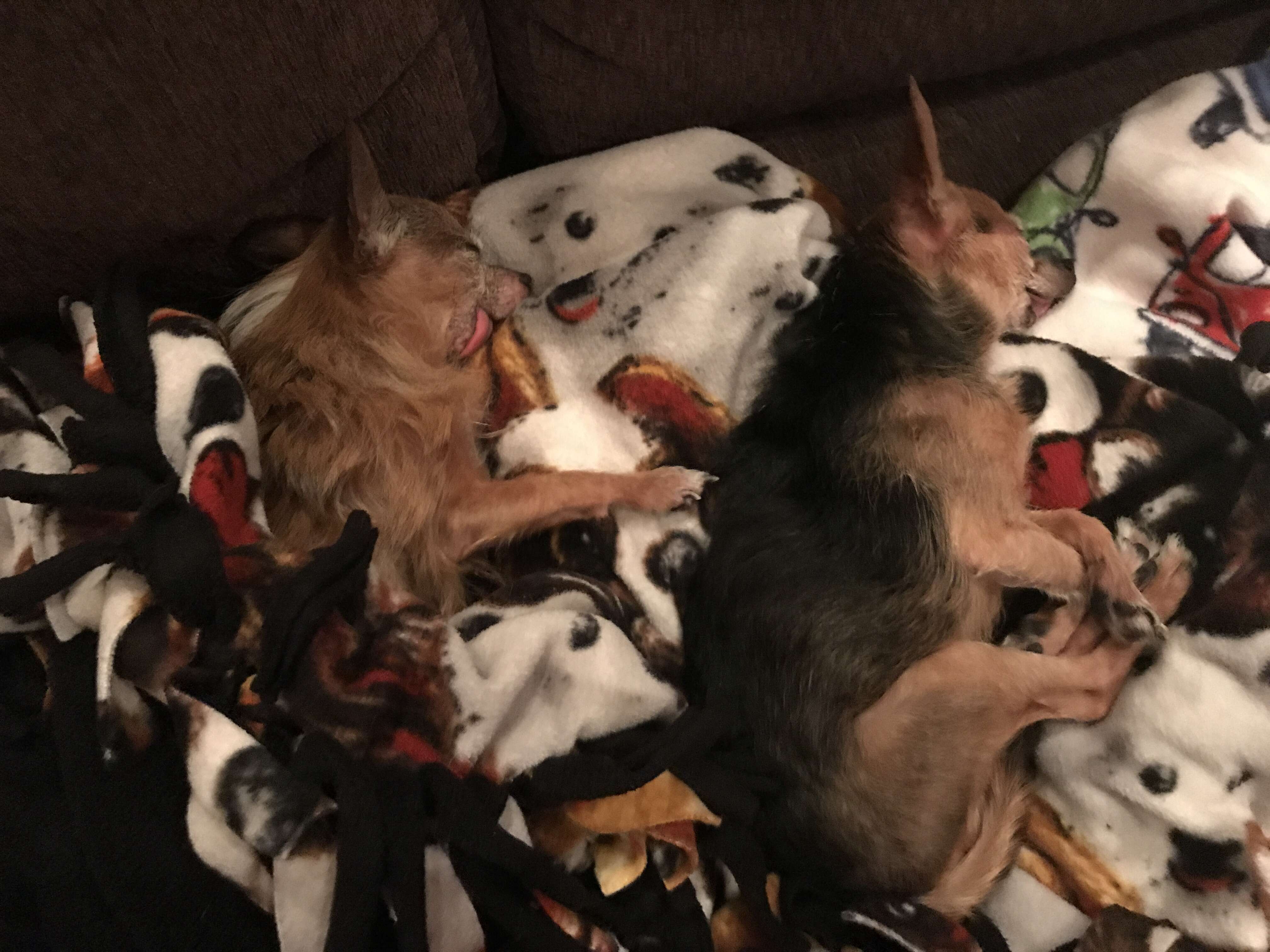 Senior Rescue Chihuahua Finds Girlfriend Just Like Him - The Dodo