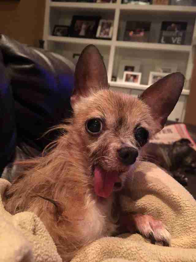 senior chihuahua with tongue sticking out