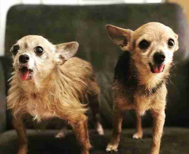 two senior chihuahuas