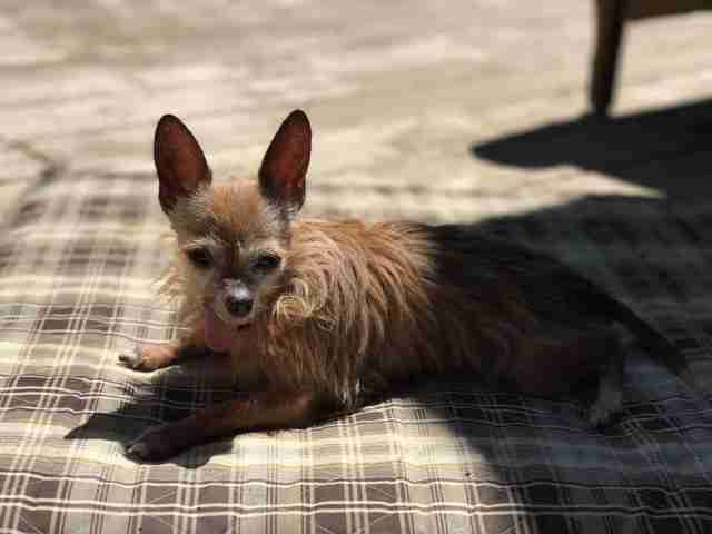 chihuahua laying in sun