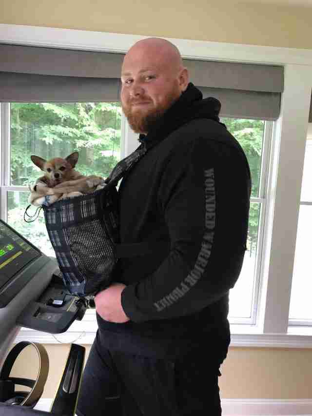 chihuahua on treadmill with man