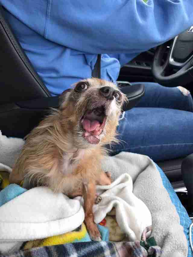 dog yawning