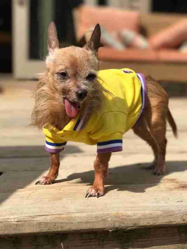 dog in athletic jersey