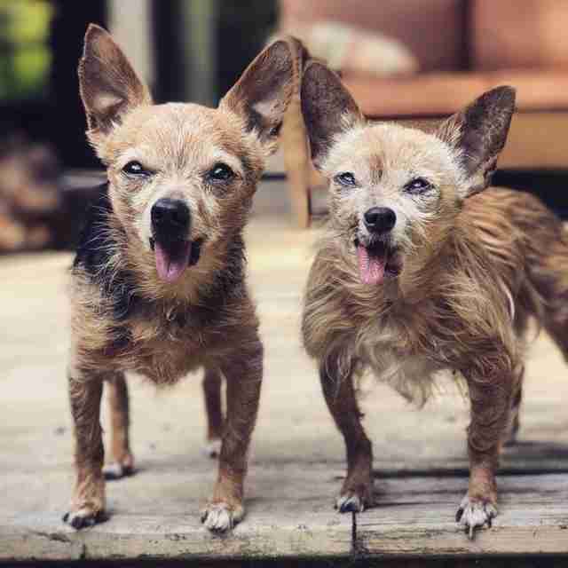 two senior chihuahuas with missing jaws