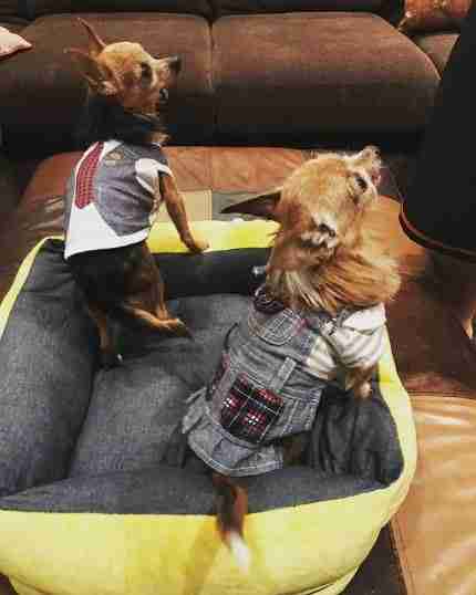 dogs wearing back to school outfits