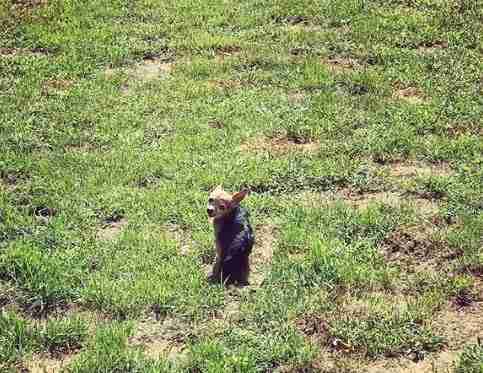 dog laying in grass