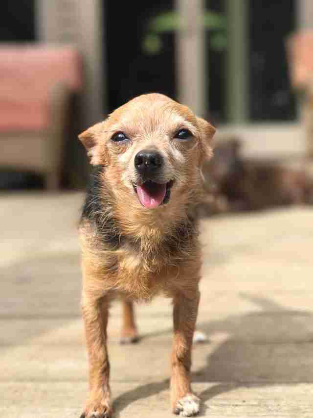 chihuahua standing in sun