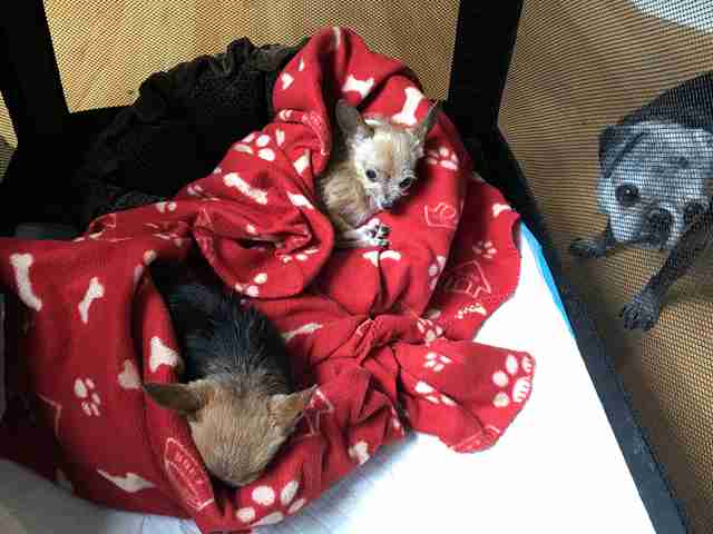 dogs snuggling in blankets together