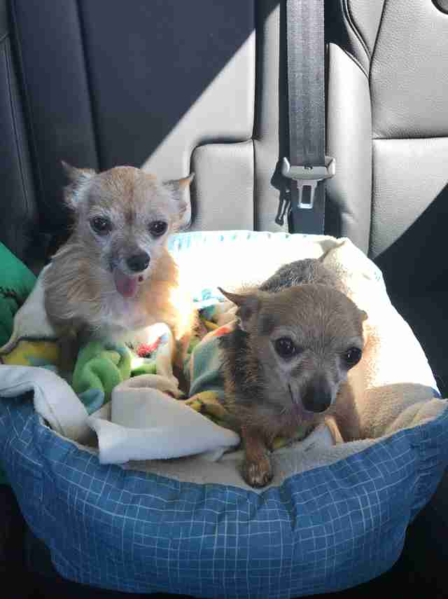 tiny chihuahuas in dog beds