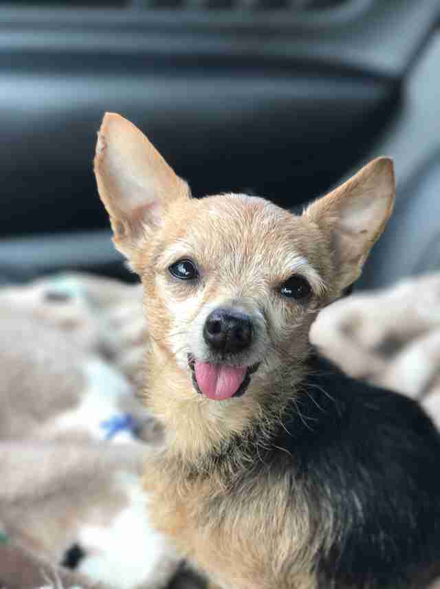 dog in car