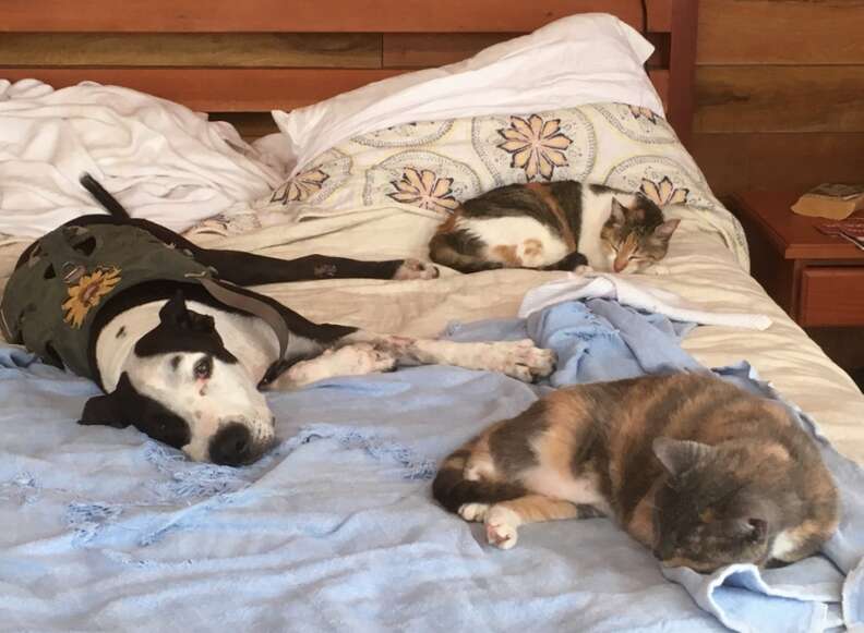 Dog and cats sleeping on bed