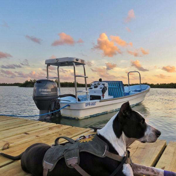 Rescue dog on boat dock