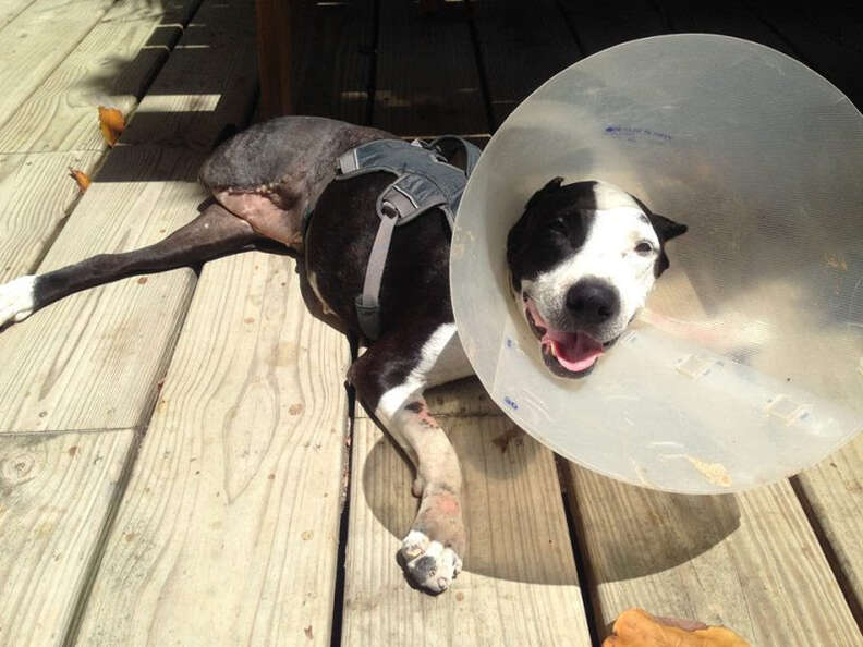 Dog with cone around head