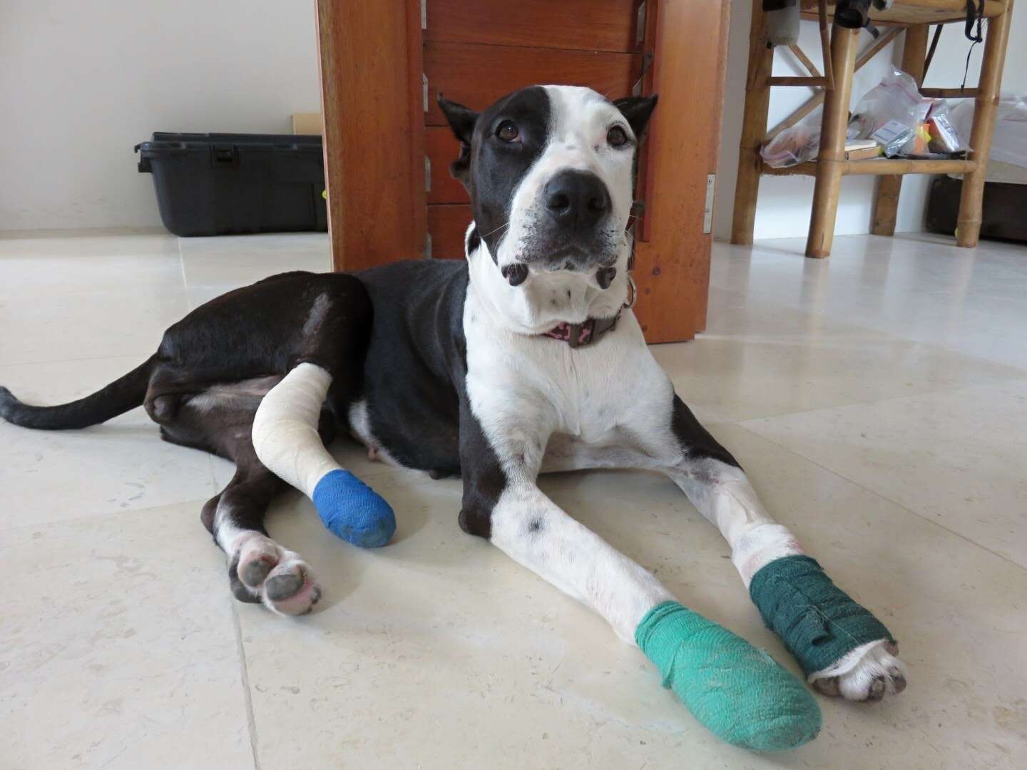 Rescue dog with bandaged legs