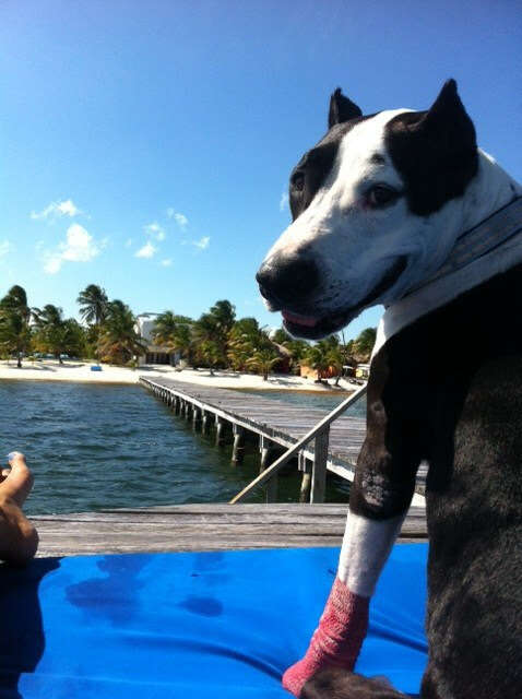 Rescue dog on boat dock