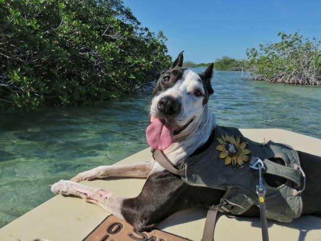 Rescue dog smiling on boat