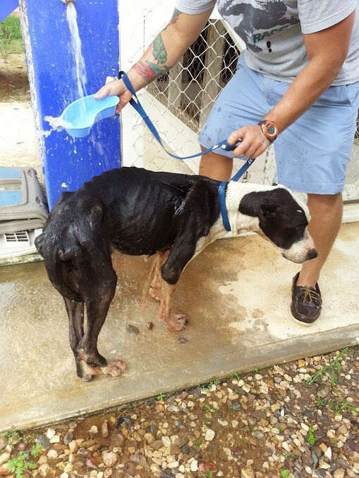 Emaciated dog getting washed