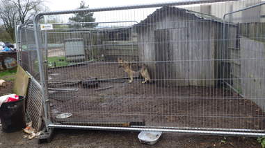 puppy mills