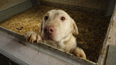 puppy mills