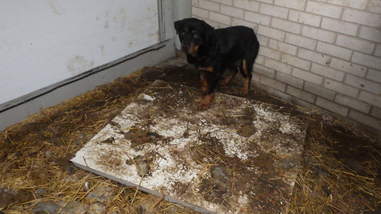 puppy mills