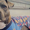 Rescued Pit Bull With Anxiety Calms Down In Her Pajamas