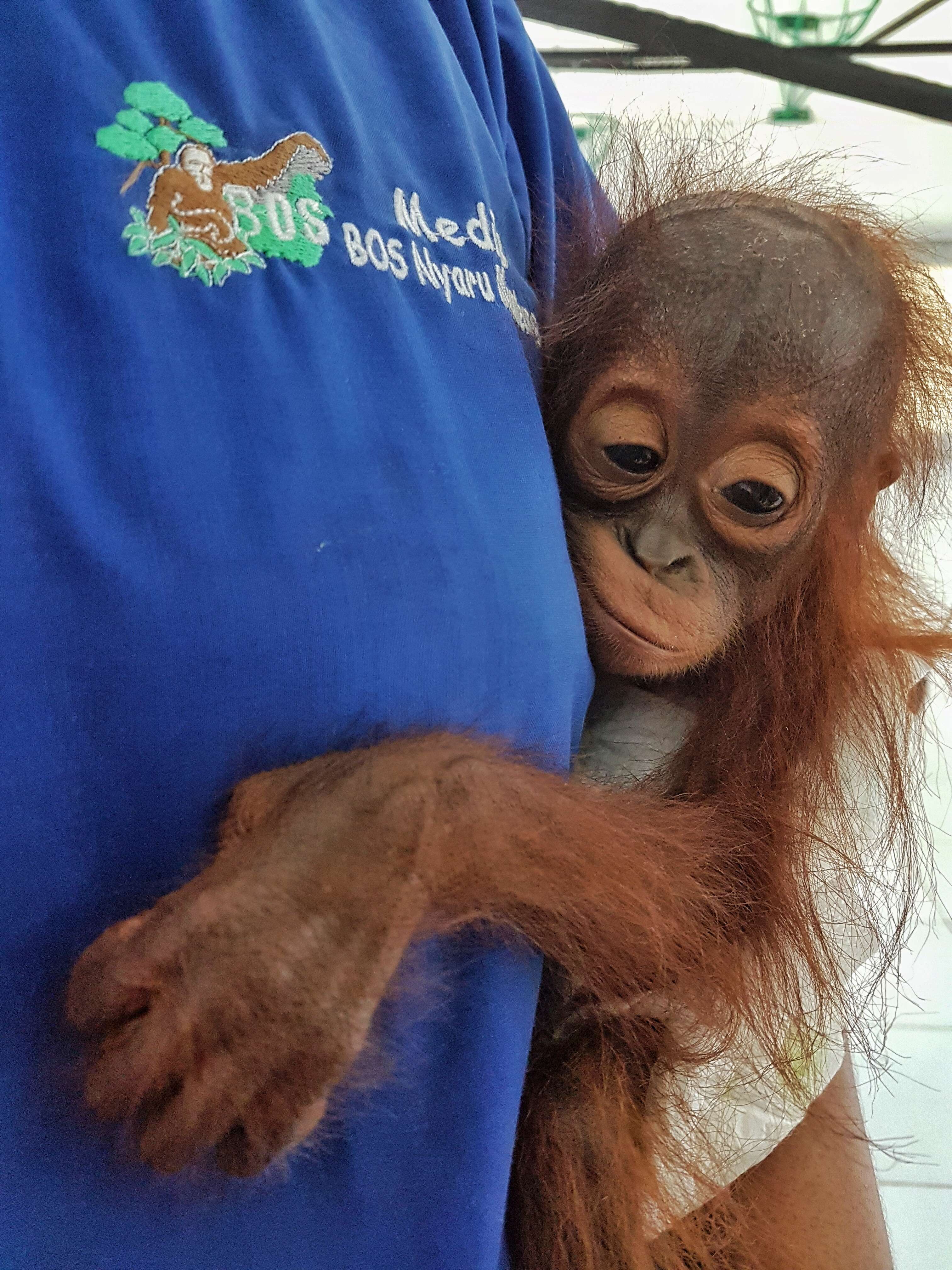 Baby orangutan saved in Borneo