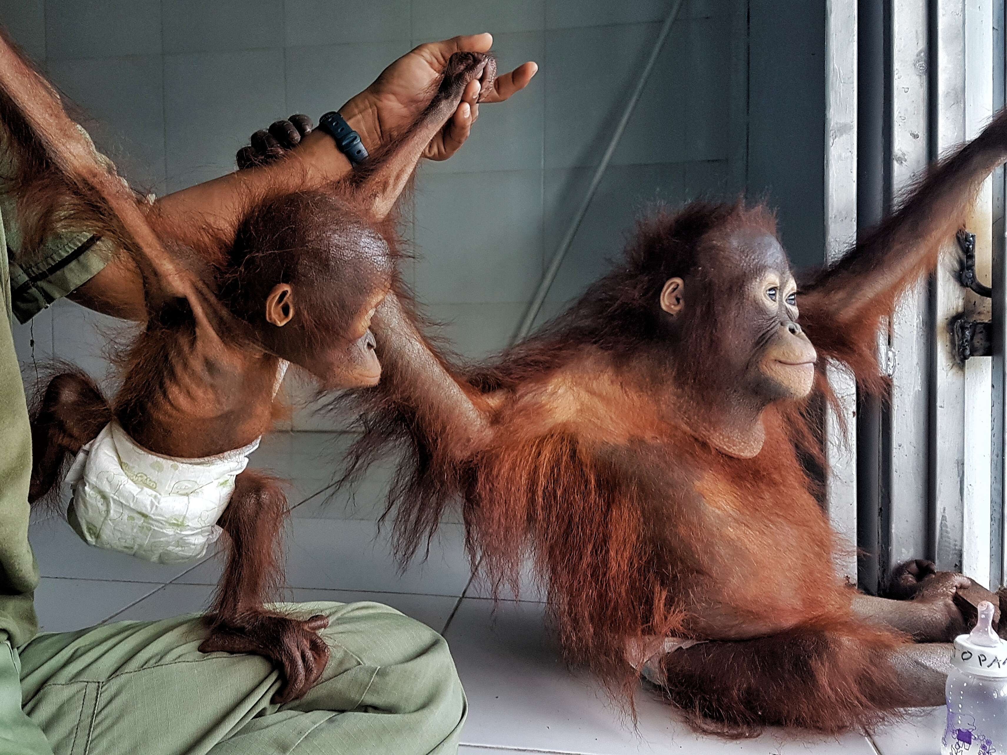 Rescued orangutans at rehabilitation center
