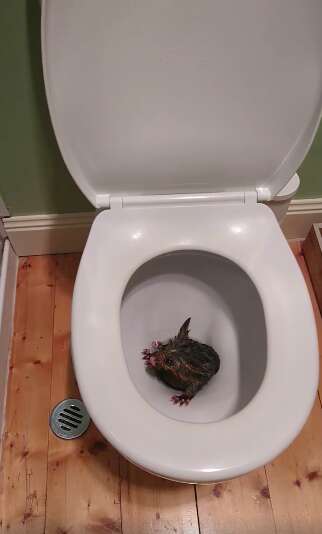 Toilet with possum in it