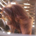 Orangutan Kept In Box For Days Is So Happy To Be Free
