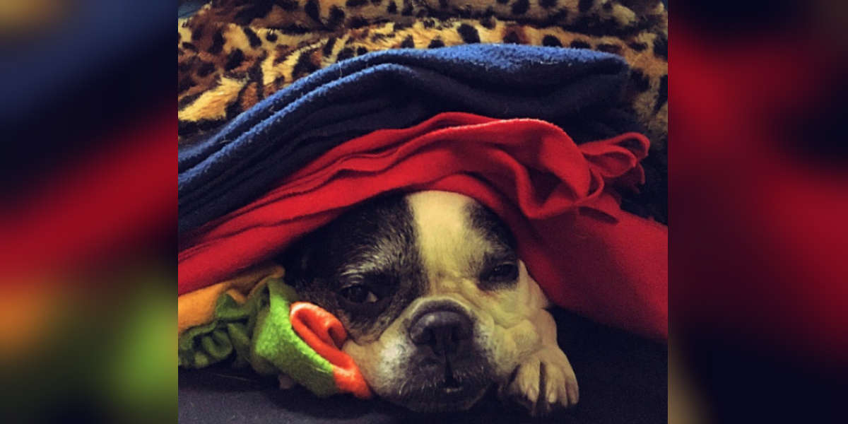 Do Dogs Get Colds? How To Help Your Pet Feel Better The Dodo