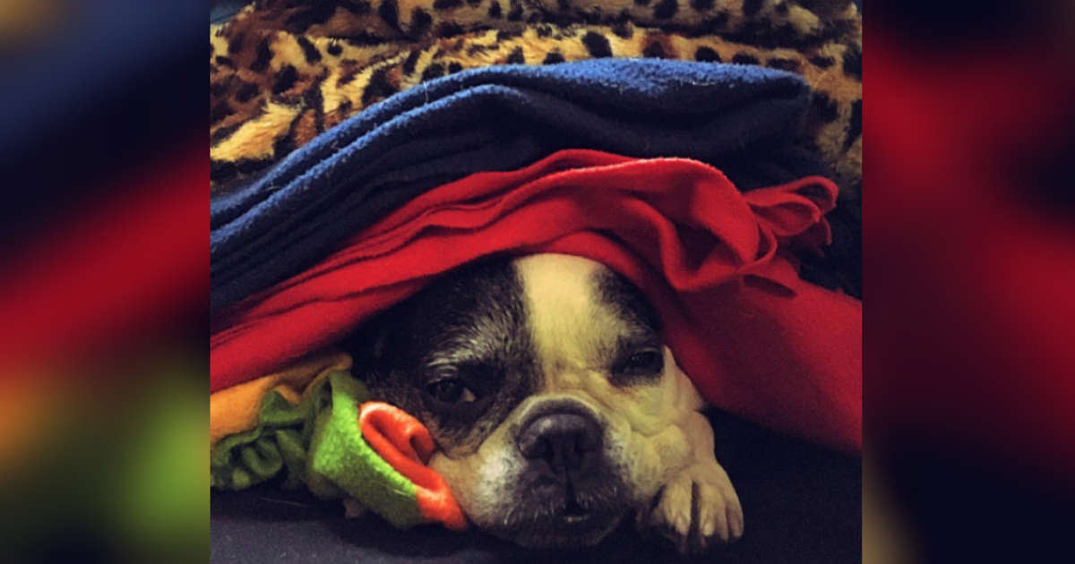 can dogs get head colds