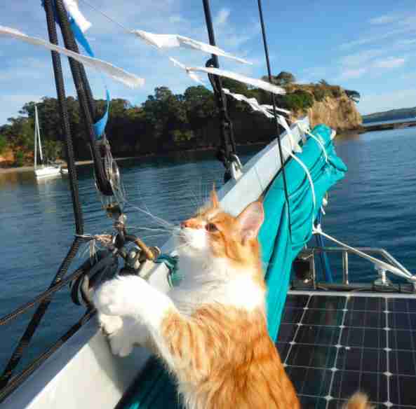 sailboat vs cat