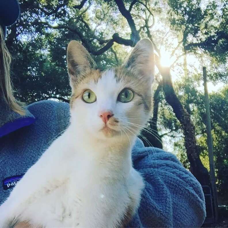 Cat in person's arms