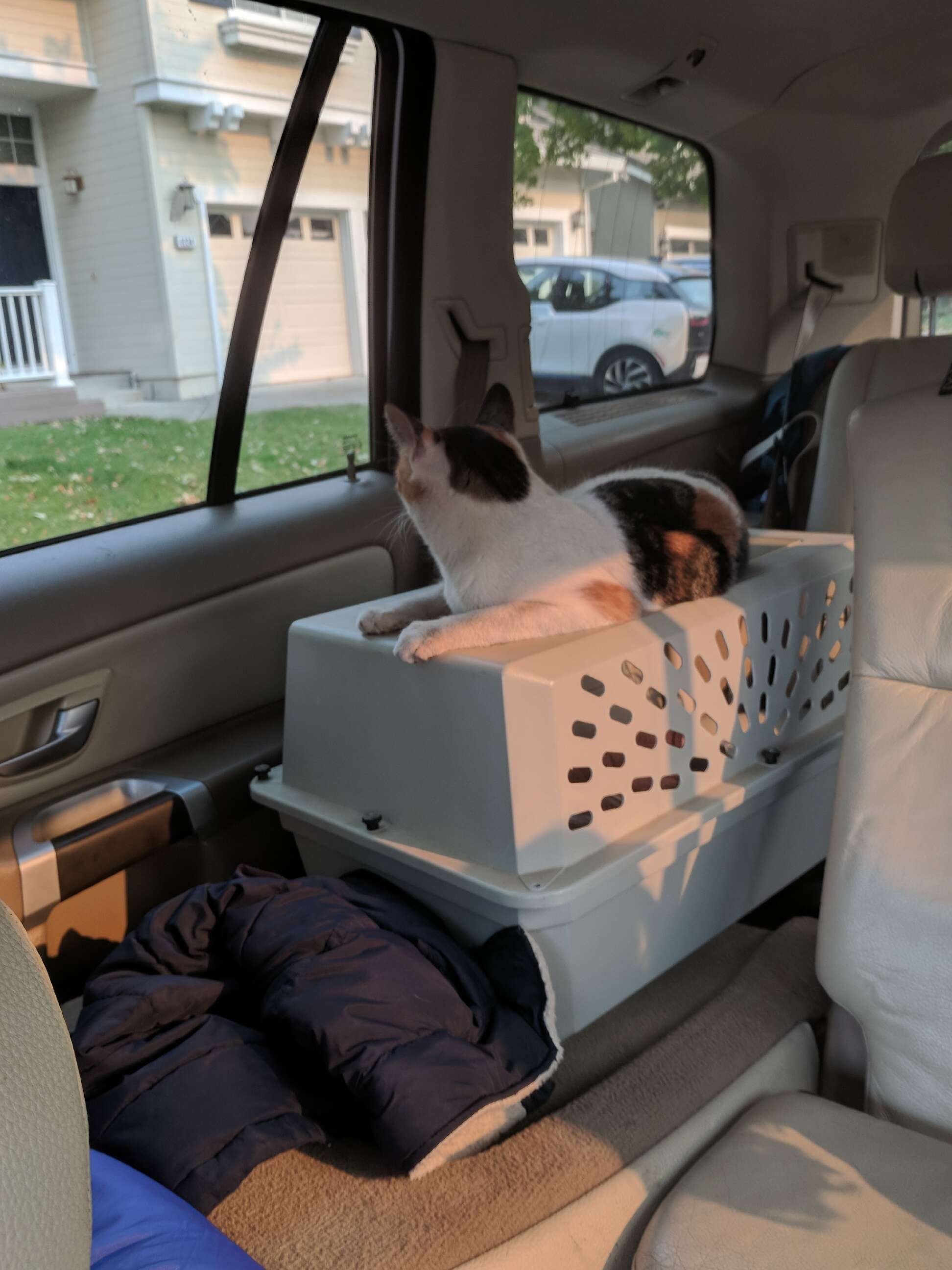 Cat on top of carrier inside car