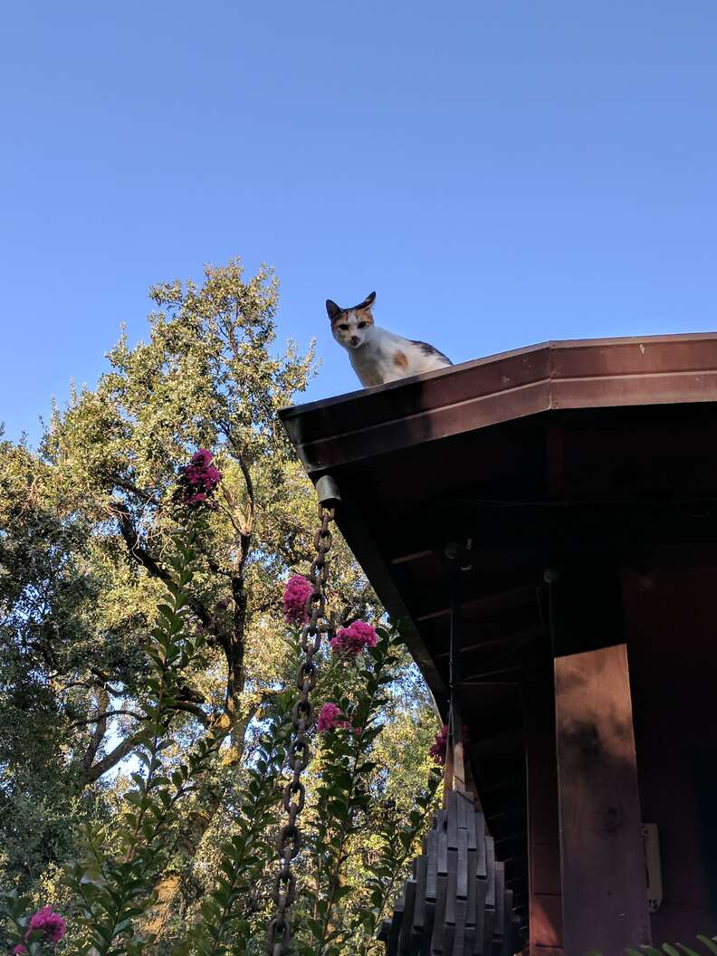 Cat on roof of house