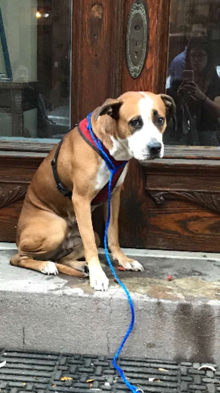 stray dog on stoop