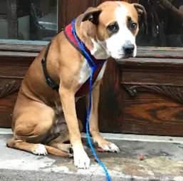 stray dog on stoop