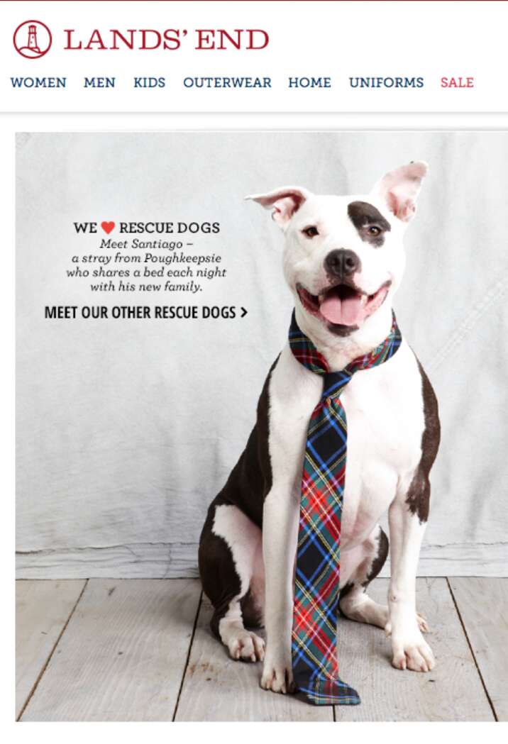 land's end ad with pit bull
