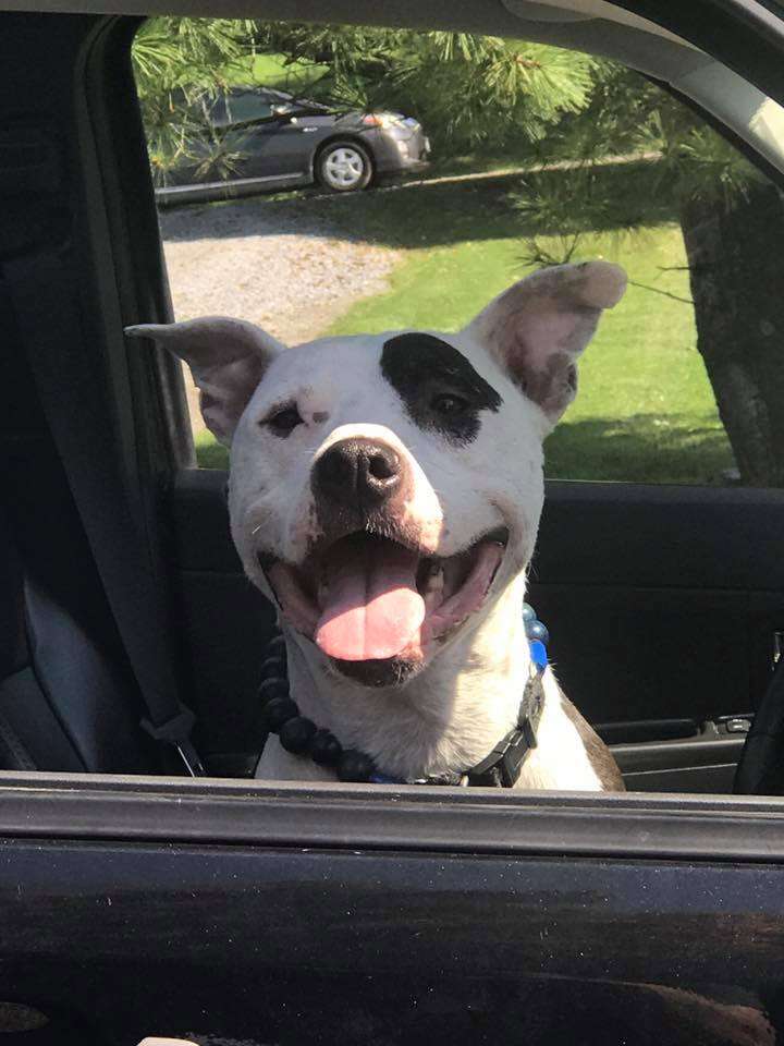 dog smiling out of car window