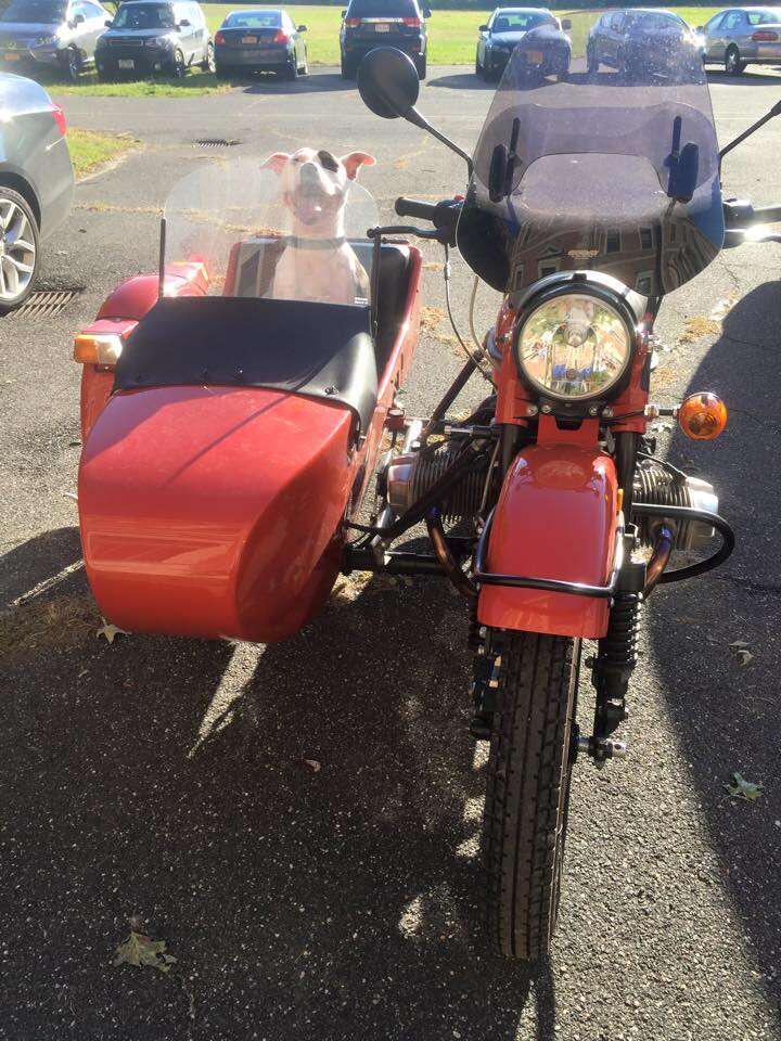 dog sitting in motorcycle sidecar