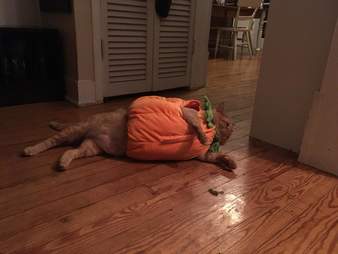 Fat orange cat in pumpkin costume for Halloween