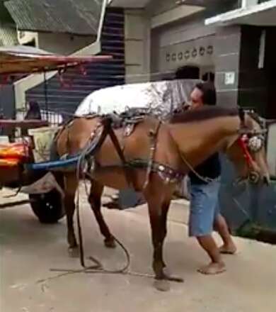 Working horse attached to carriage