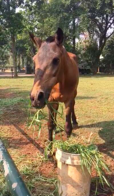 Rescued horse eating grass