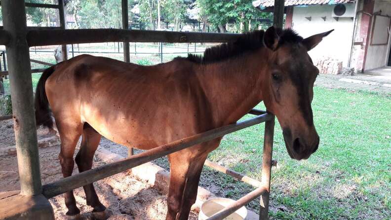 Rescued horse at stable