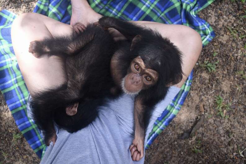 Rescued chimp