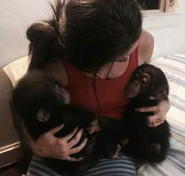 Rescued chimp with rescuer meeting new friends