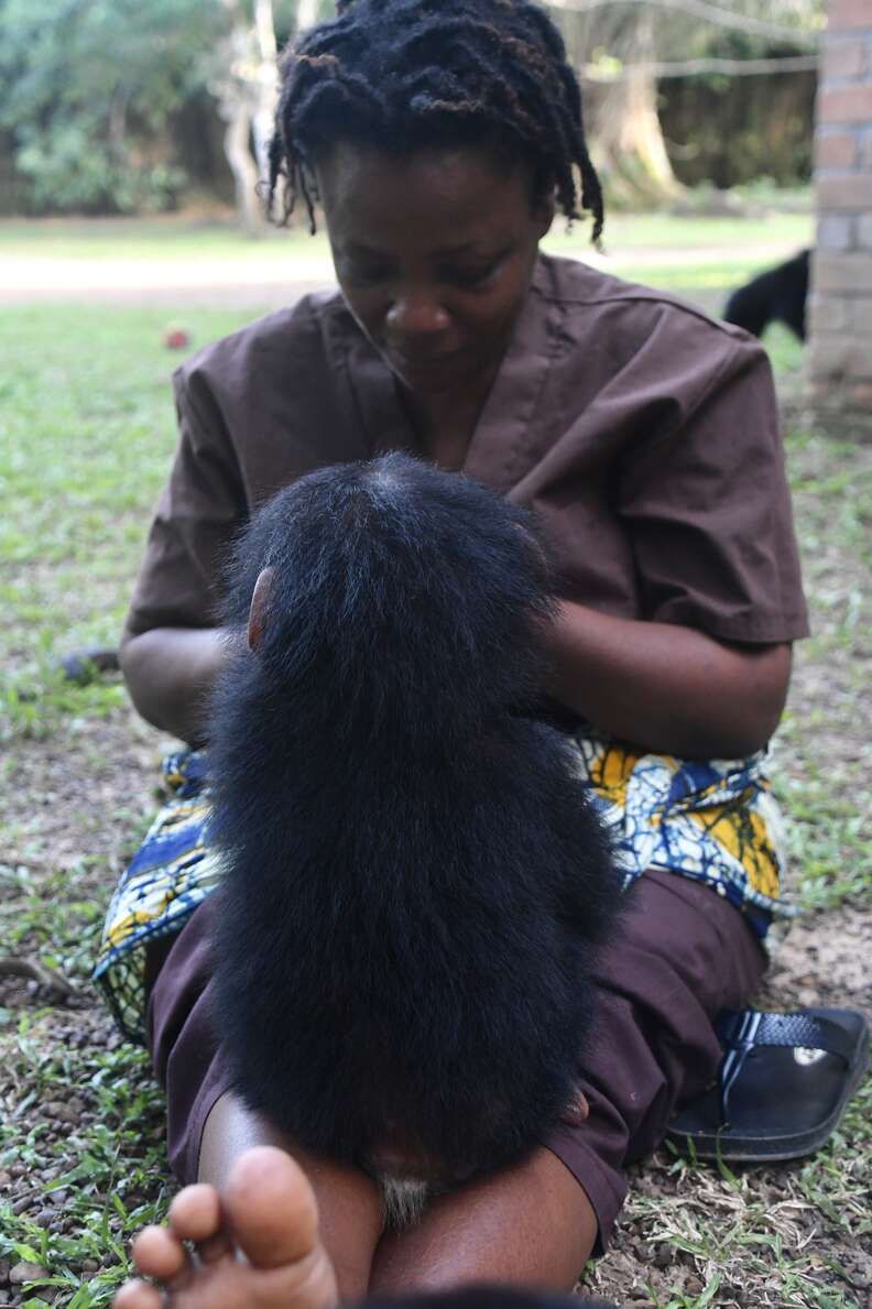 Rescued chimp with caretaker