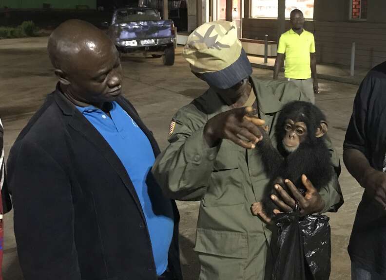 Chimp saved from villagers